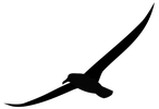 Albatross